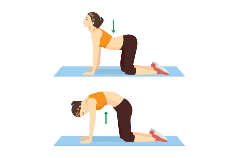 Yoga pose cat cow illustration