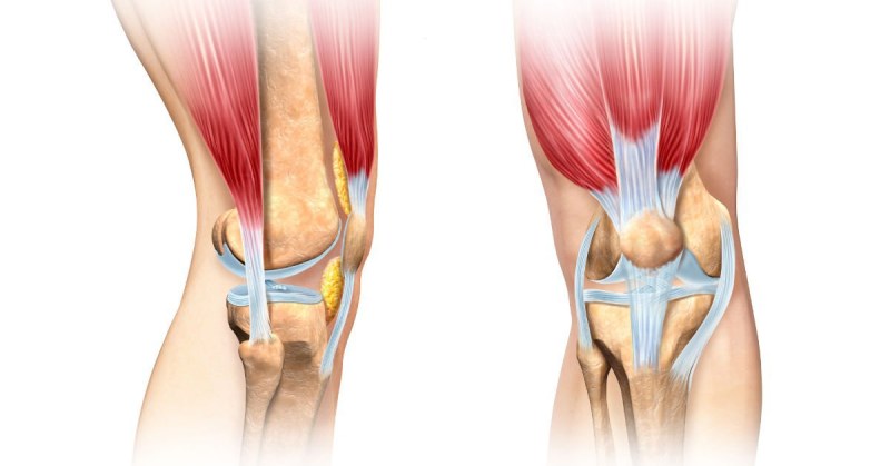 knee joint